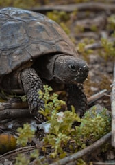 A close-up of a tortoise slowly walking over autumn leaves.
