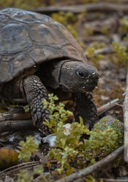 A close-up of a tortoise slowly walking over autumn leaves.