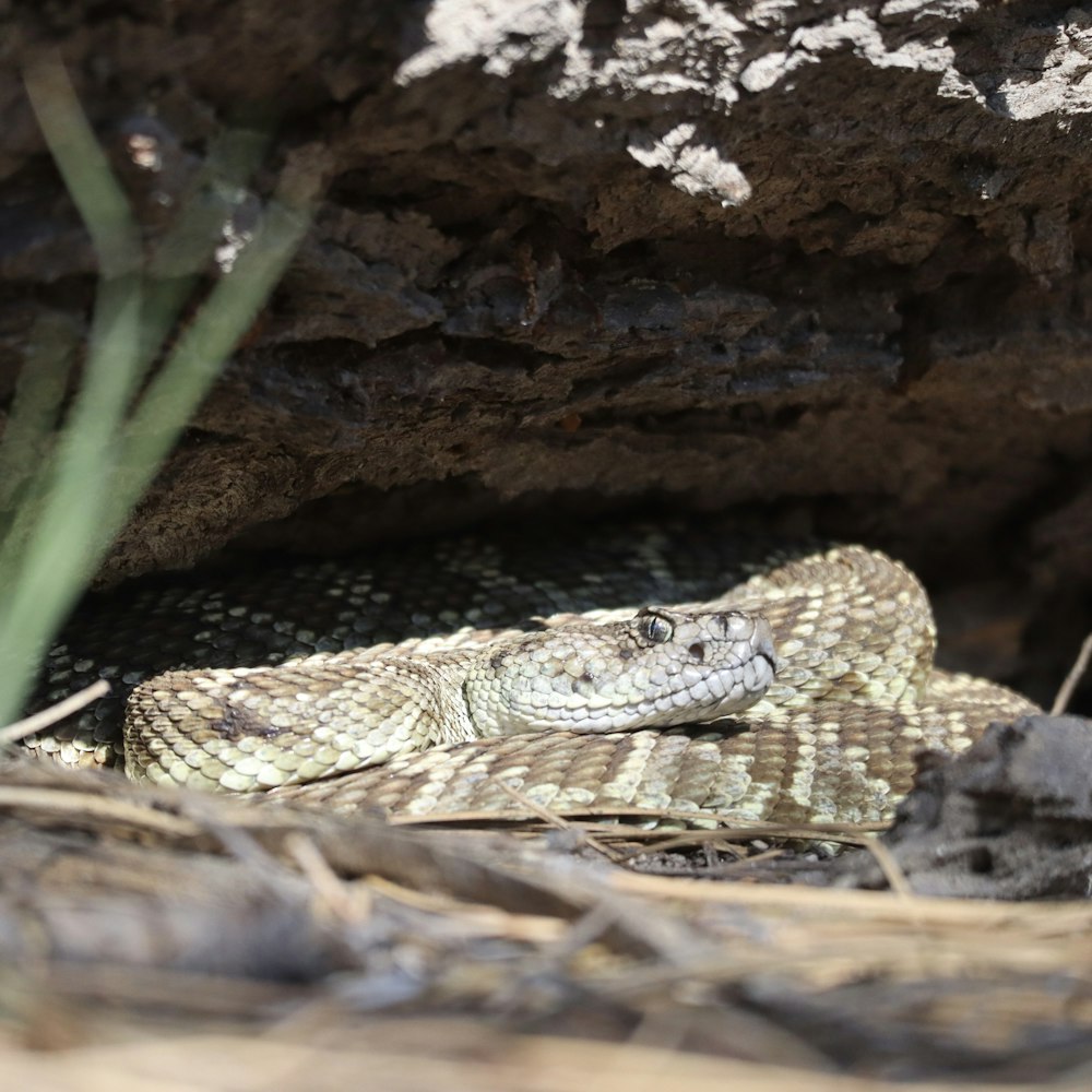 a snake is curled up in the dirt