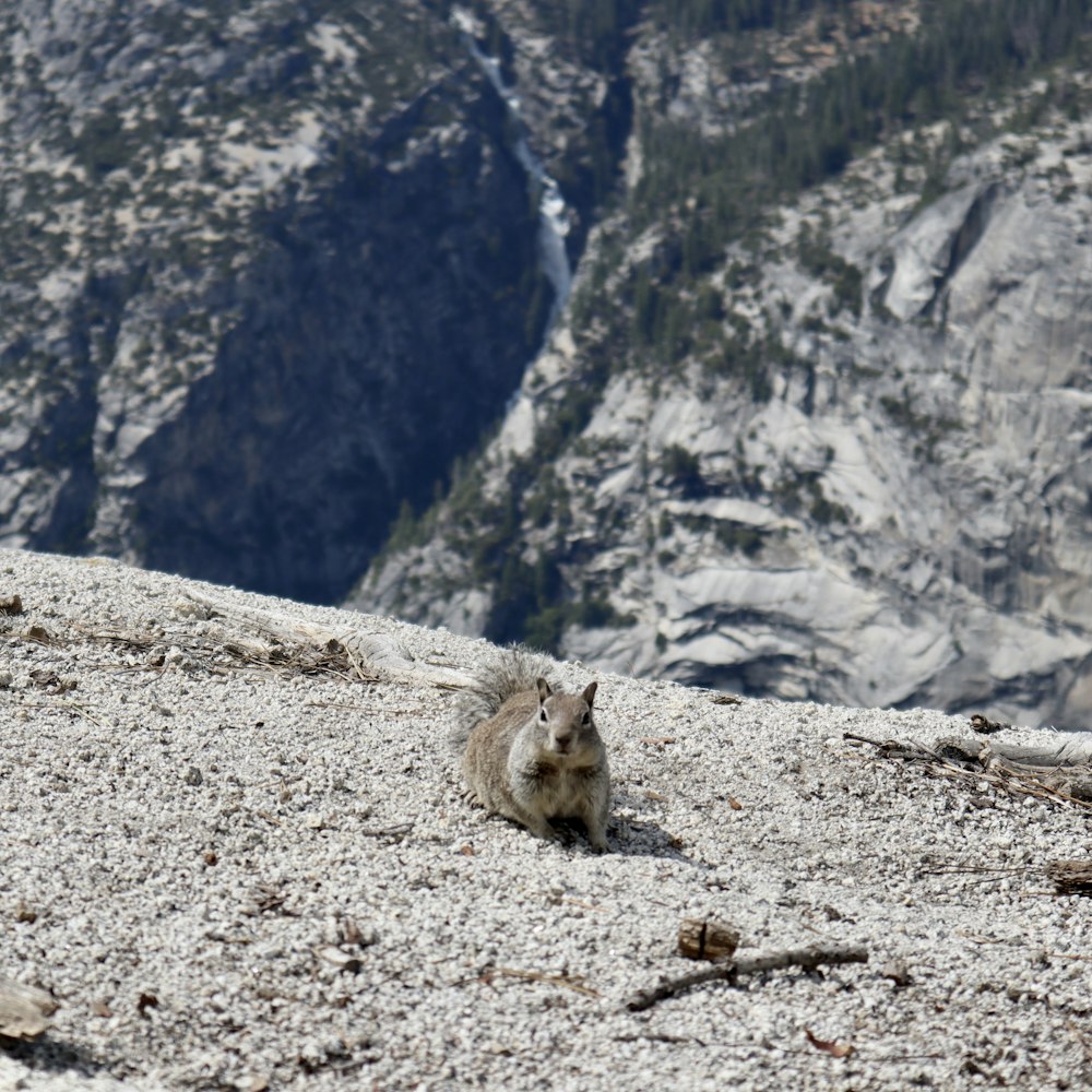 a small animal sitting on top of a rocky hill