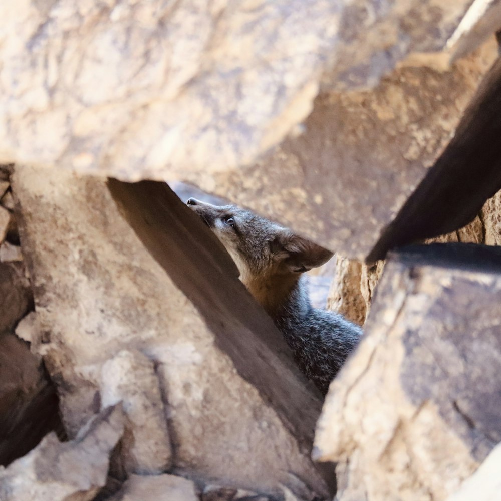 a small animal peeking out of some rocks