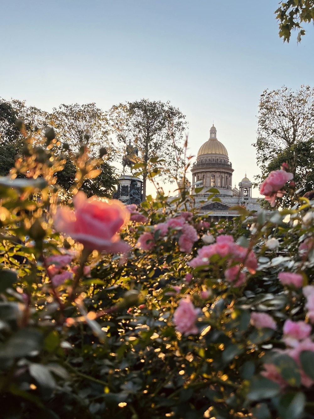 a rose bush with a domed building in the background