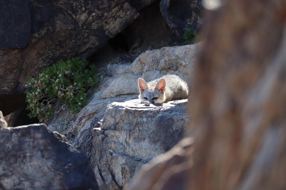a small animal laying on top of a rock