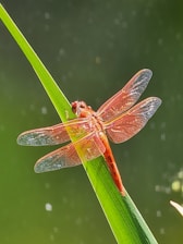 A vibrant orange dragonfly perched on a long, slender green leaf. The wings of the dragonfly are semi-transparent with intricate vein patterns, reflecting light and showcasing delicate details. The background is a blurred green, adding depth to the natural setting and highlighting the dragonfly.