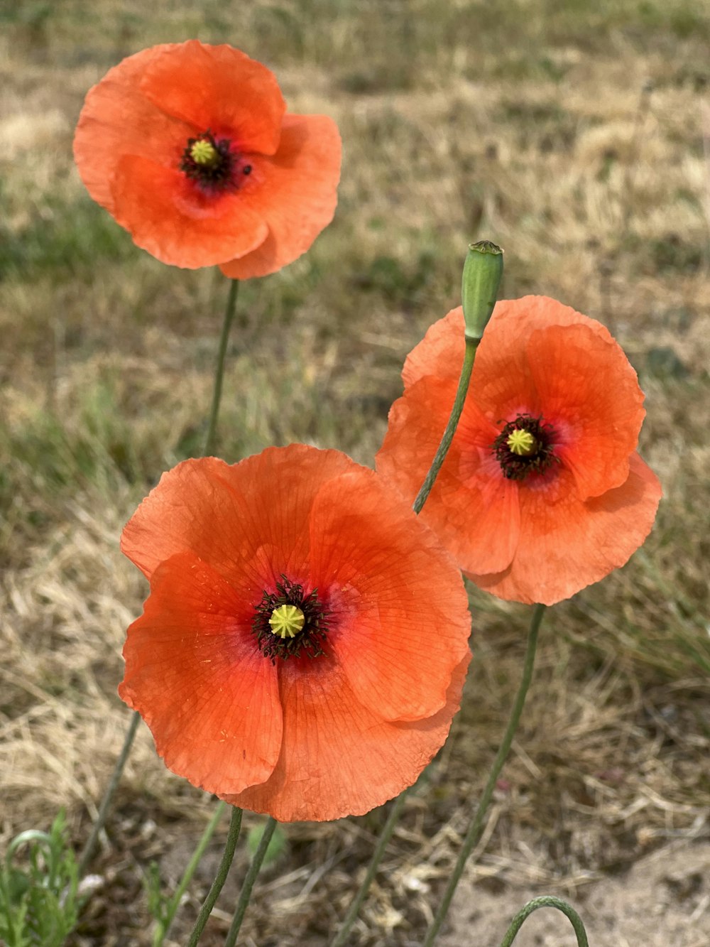 three orange flowers in a field of grass