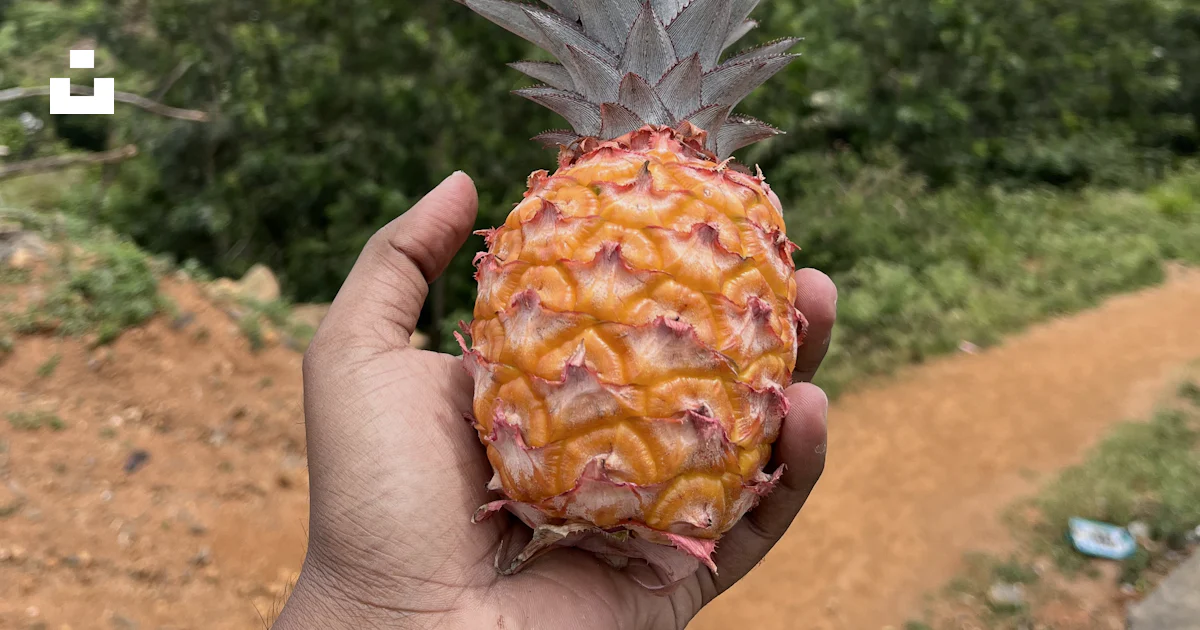 Una persona sosteniendo una piña en la mano foto – Imagen de Colinas de ...