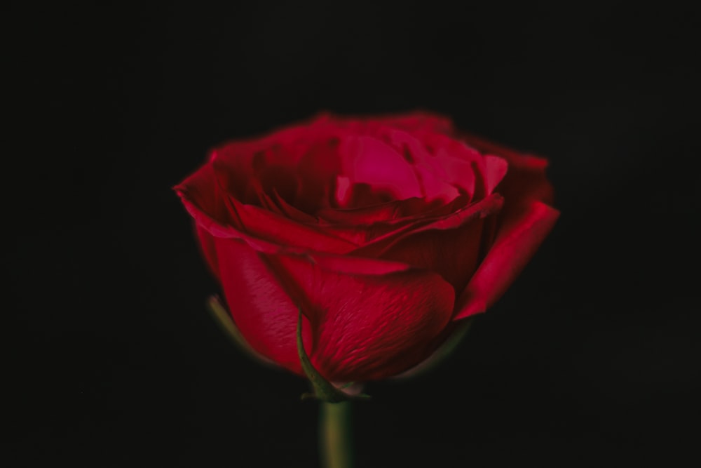 a single red rose on a black background