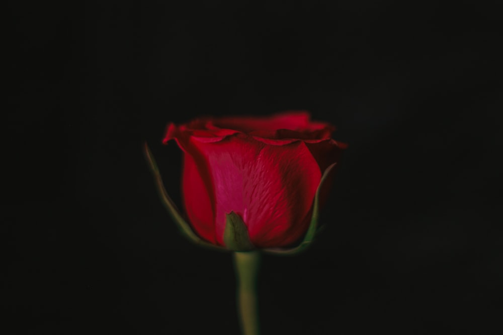 a single red rose in the dark