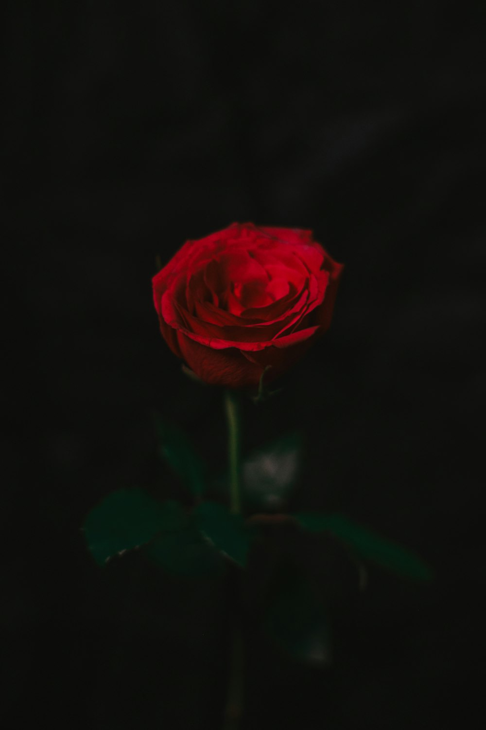 a single red rose in a dark room