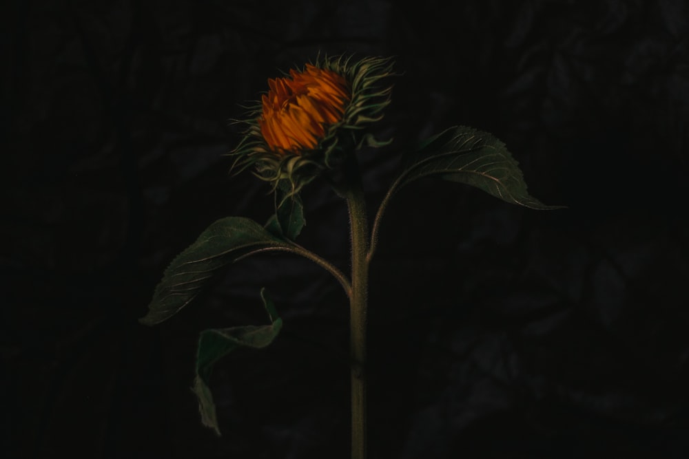 a large orange flower with green leaves on a dark background