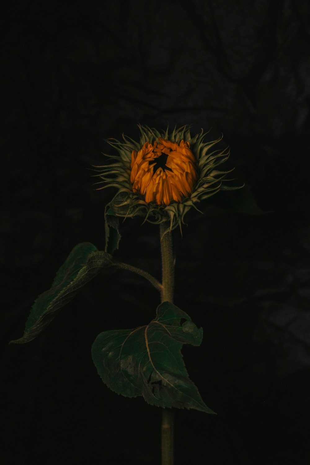 a single sunflower with a dark background