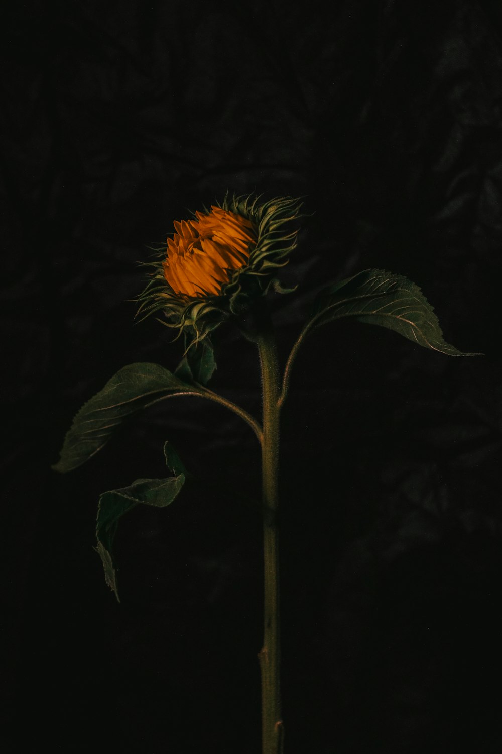 a single sunflower in a dark room