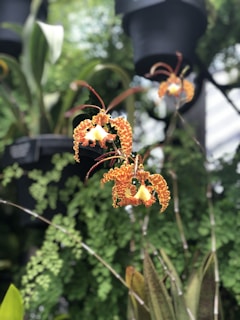 A close-up of colorful, intricately patterned orchids with a distinctive orange and yellow design. The background features lush green foliage and large plant pots.