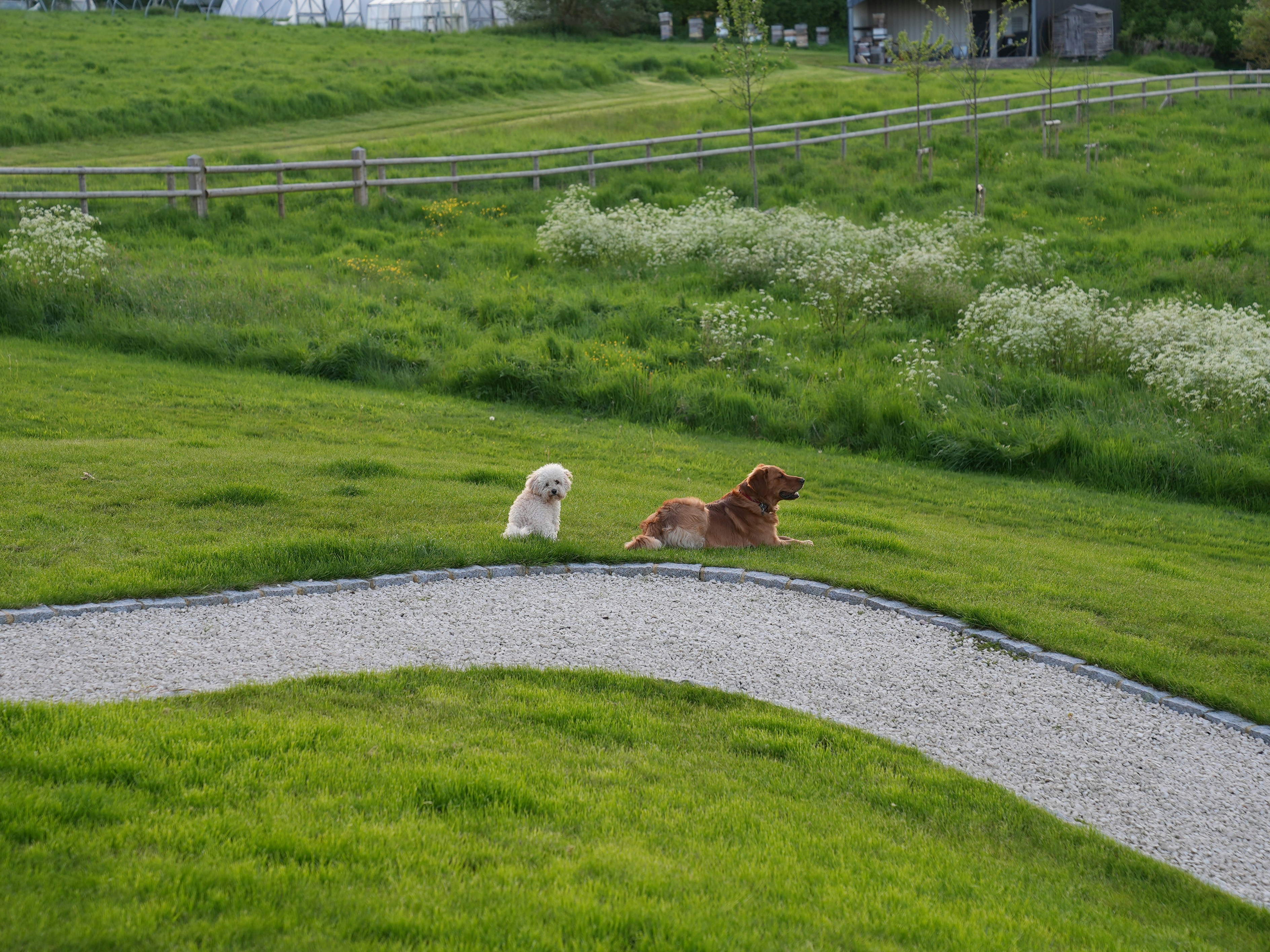 Hundewiese Losloopterrein