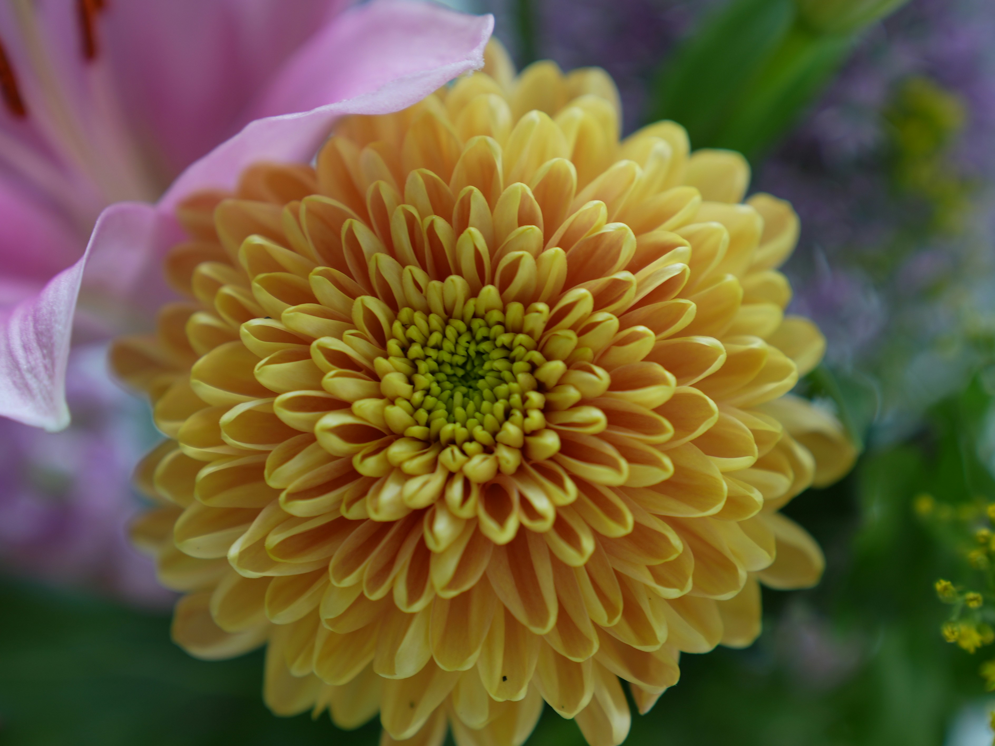 Photo by oscar_scannell