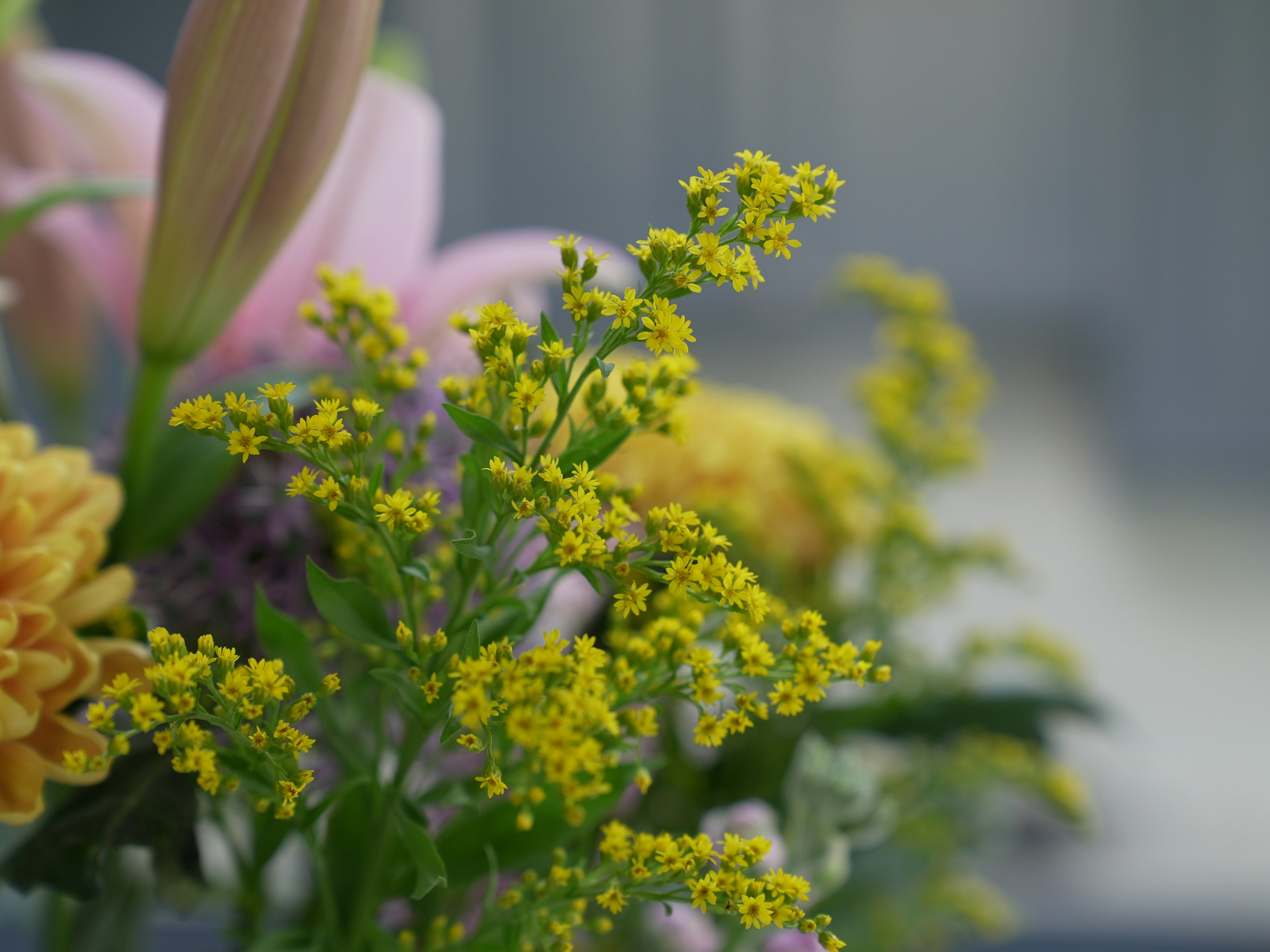 Photo by oscar_scannell