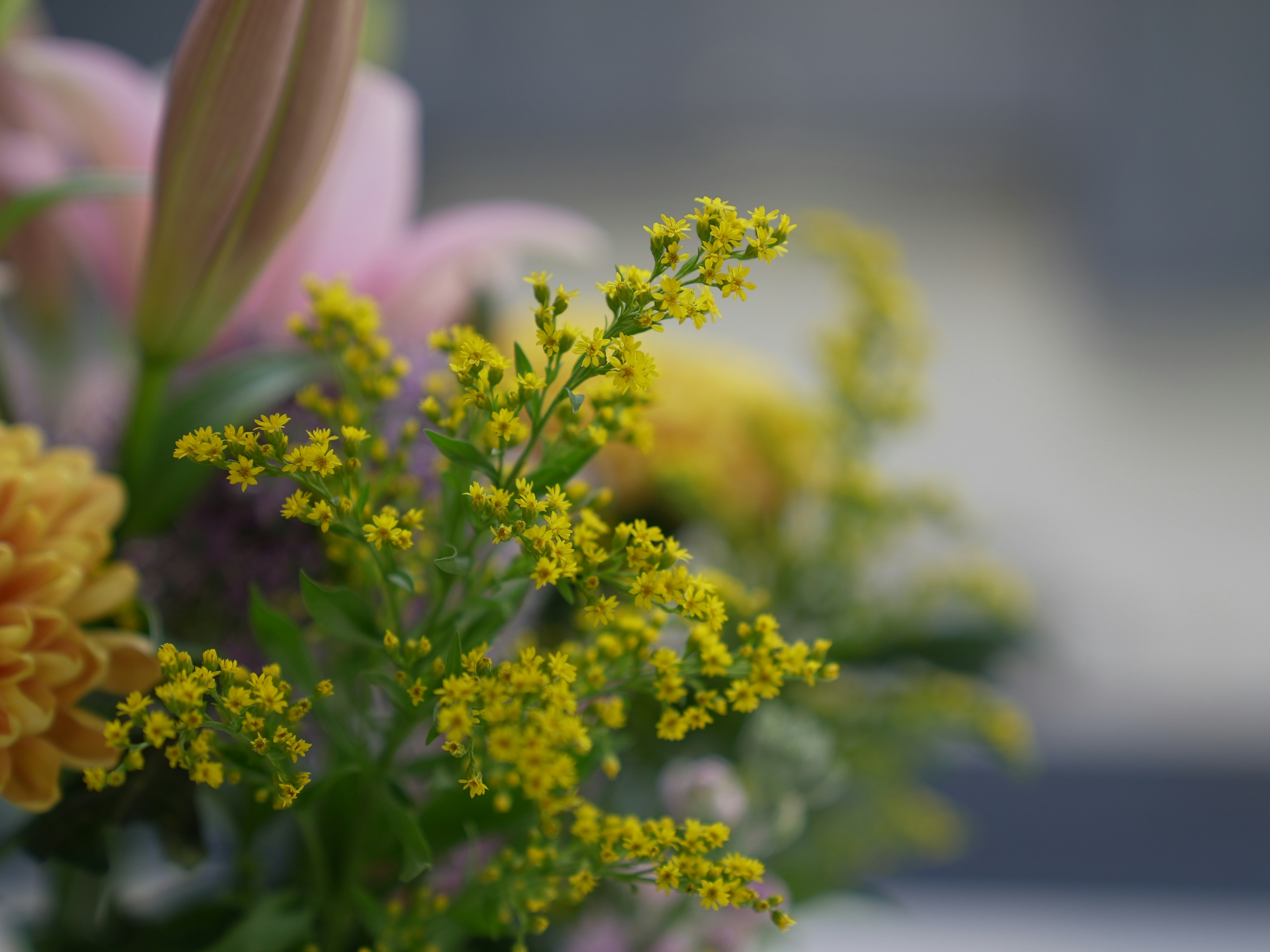 Photo by oscar_scannell