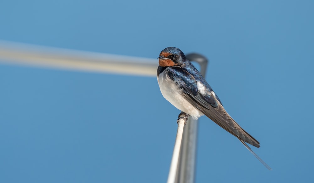 a small bird sitting on top of a metal pole