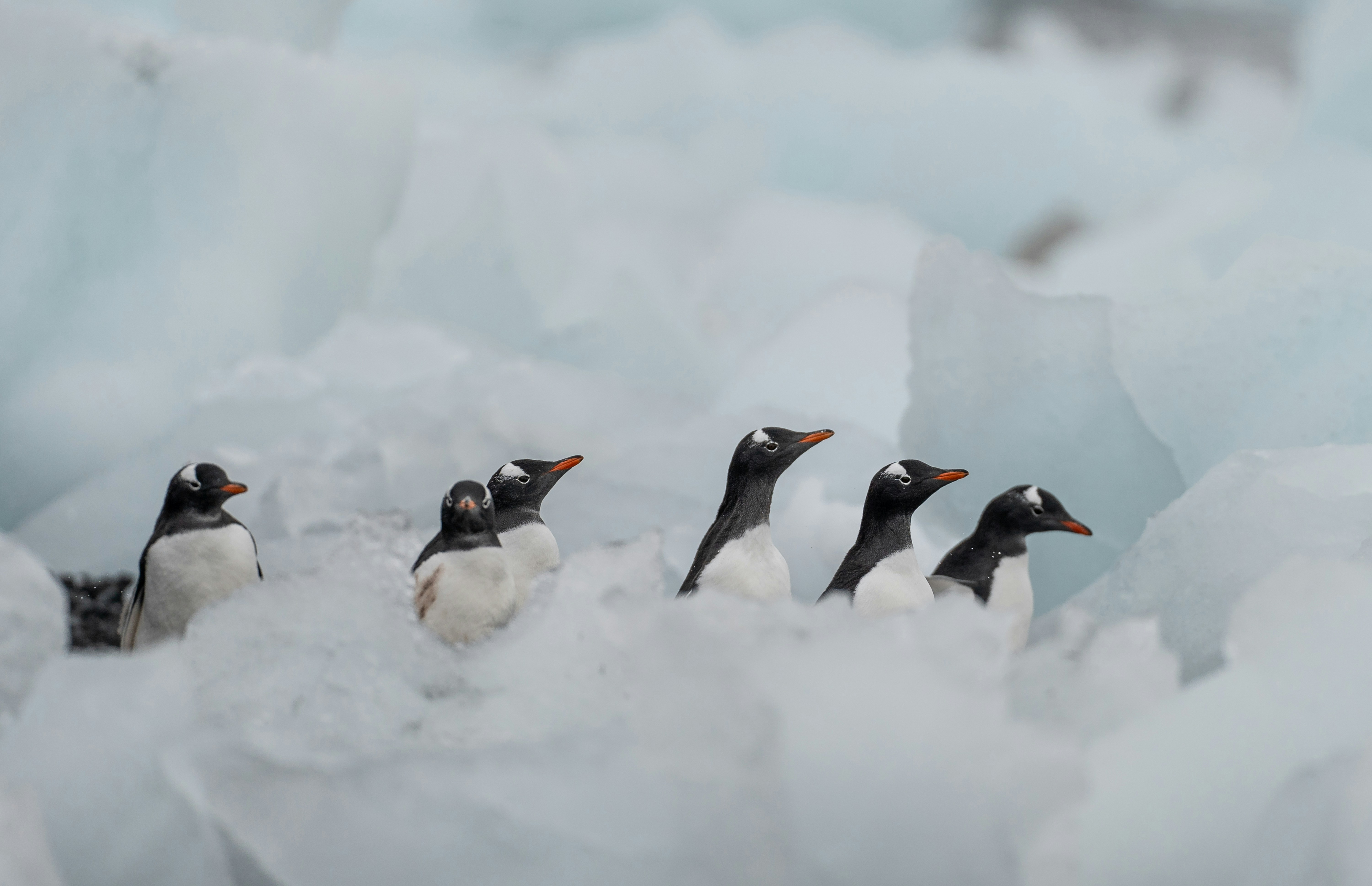 Entdecken Sie die sieben Pinguinarten der Antarktis | HX Expeditions DE, image size:3000x1937