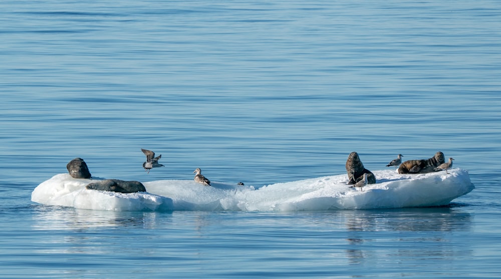 a flock of birds sitting on top of an iceberg