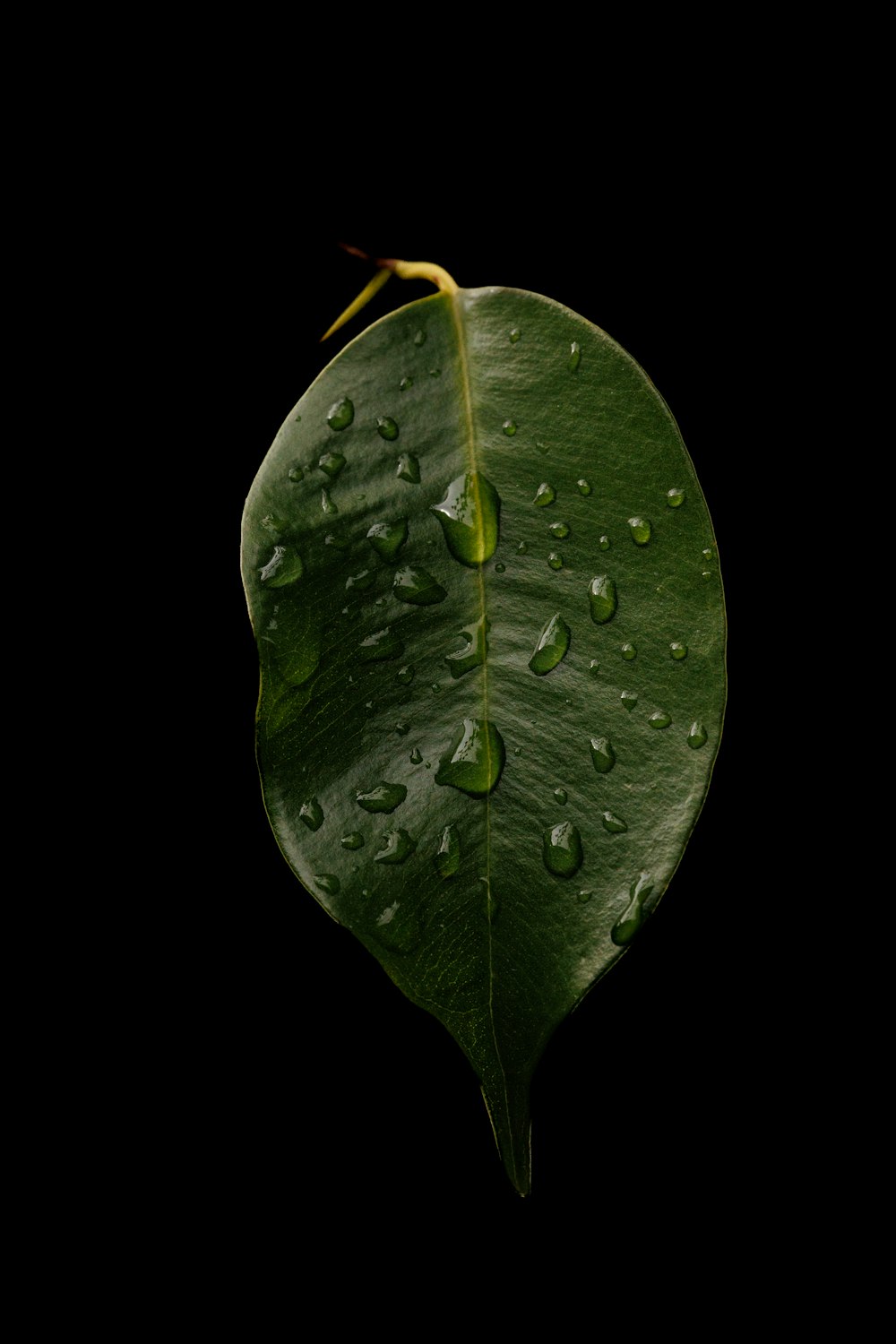 a green leaf with drops of water on it