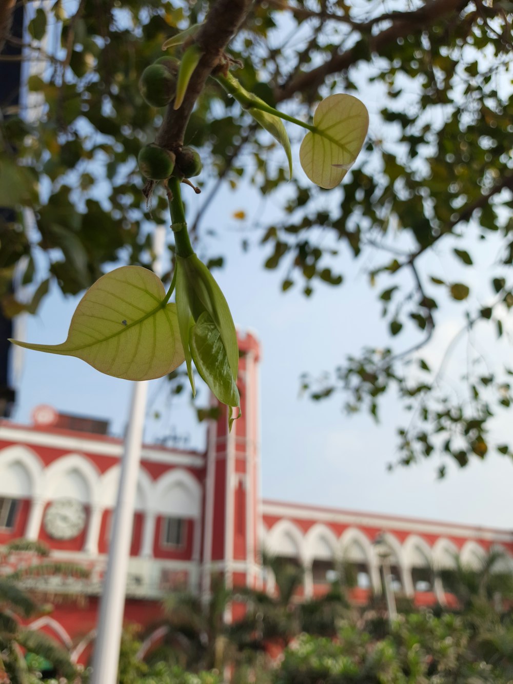 a tree branch with leaves and a clock tower in the background