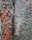 a close up of the bark of a tree
