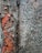 a close up of the bark of a tree