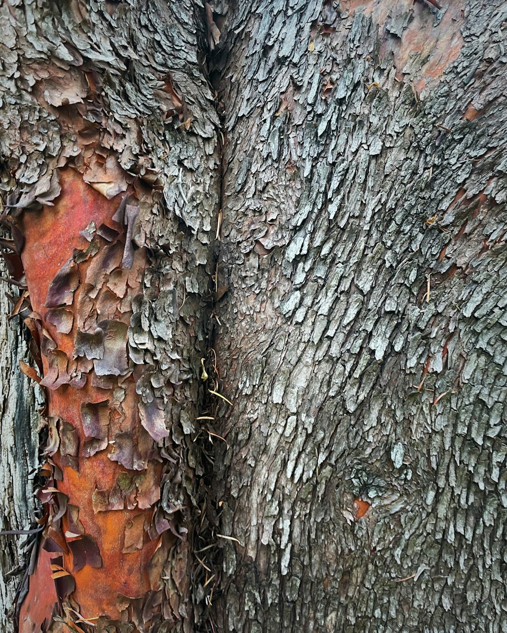 a close up of the bark of a tree