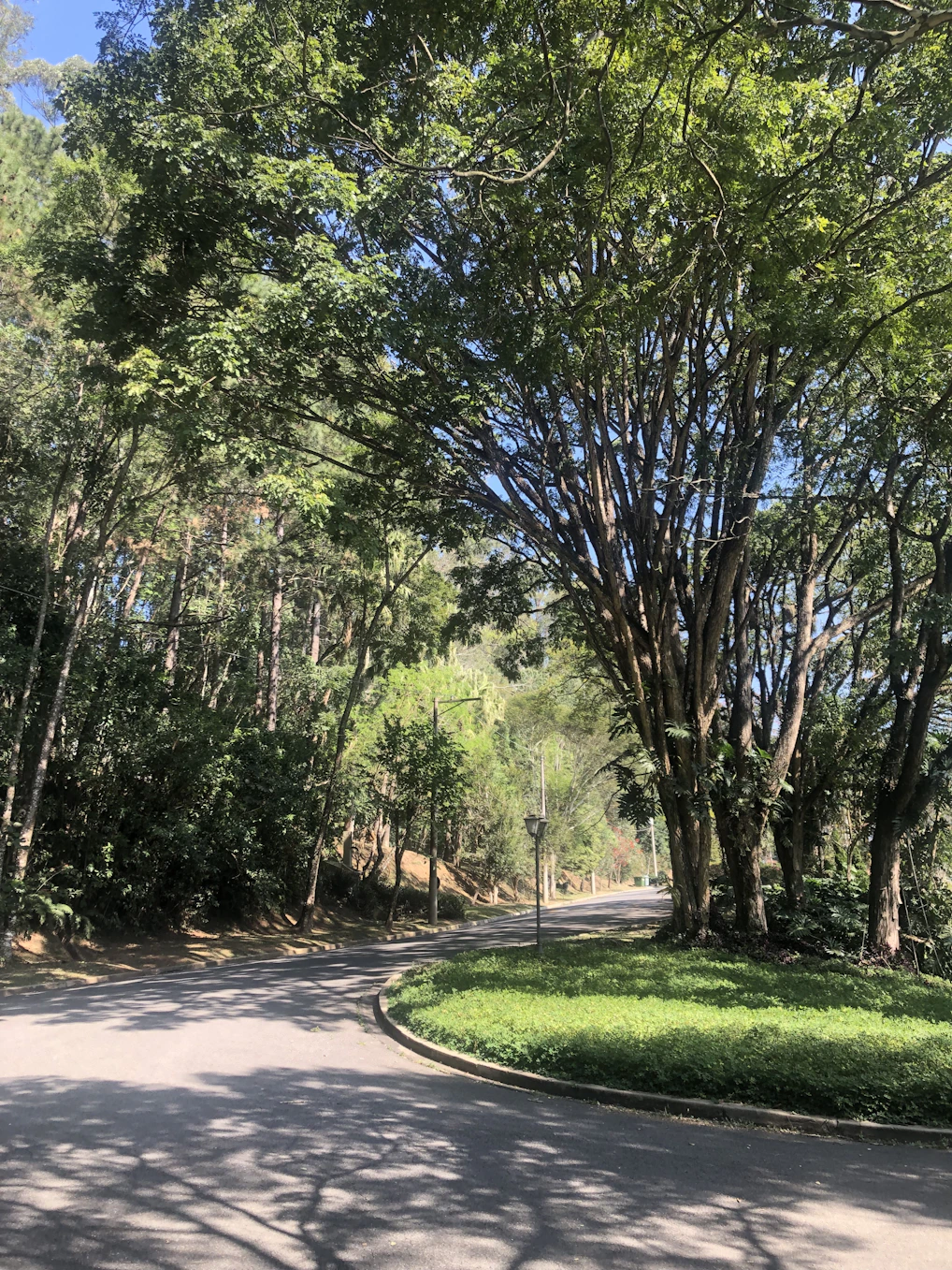 A serene wooden pathway winding through a lush green forest at sunrise.