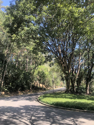 A serene wooden pathway winding through a lush green forest at sunrise.