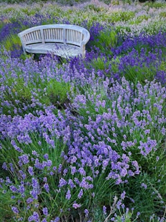 A cozy corner garden with a wooden bench surrounded by fragrant herbs and flowers