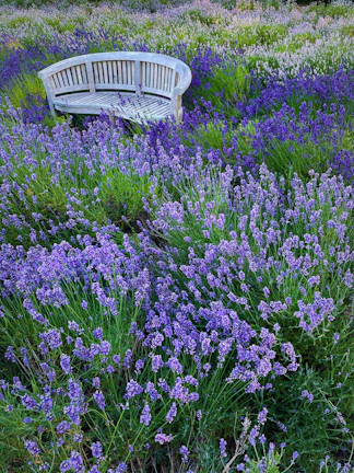 Close-up of a handcrafted wooden bench nestled among wild herbs and blooming lavender.