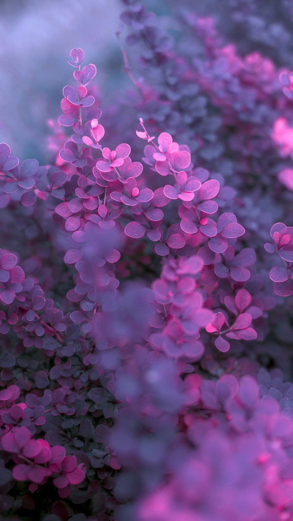 a close up of a bunch of purple flowers