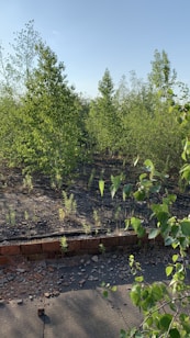 The image features a natural setting with several young trees and green foliage under a clear blue sky. The ground is partially covered with leaves and small patches of grass. In the foreground, there is a section of bricks forming a barrier, with scattered debris and rocks on the surface.