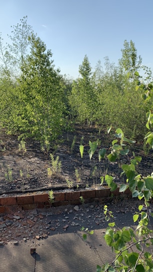 The image features a natural setting with several young trees and green foliage under a clear blue sky. The ground is partially covered with leaves and small patches of grass. In the foreground, there is a section of bricks forming a barrier, with scattered debris and rocks on the surface.