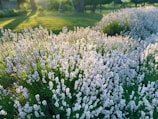 Lavender fields in bloom under a gentle morning sun, with a milk bottle placed on a picnic blanket.