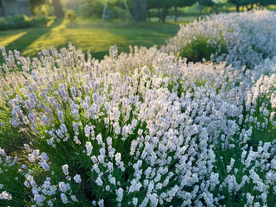 Sunlight filtering through blooming lavender fields with chickens pecking nearby on a peaceful farm.