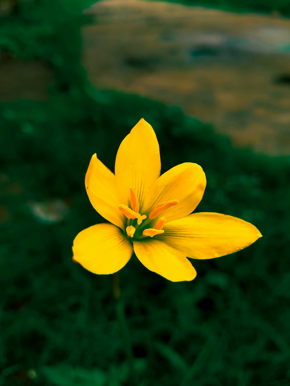 a single yellow flower in a grassy area