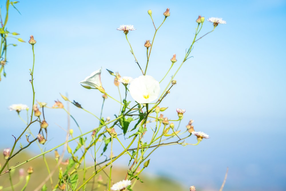 a close up of a flower with a sky background