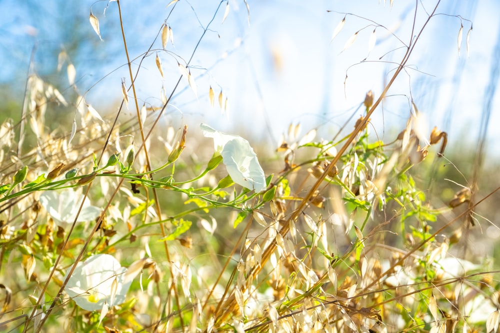 a close up of a plant with lots of leaves