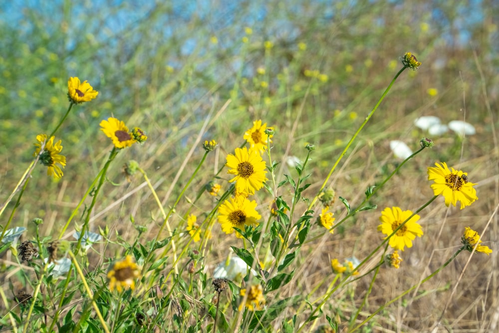 a bunch of yellow flowers in a field