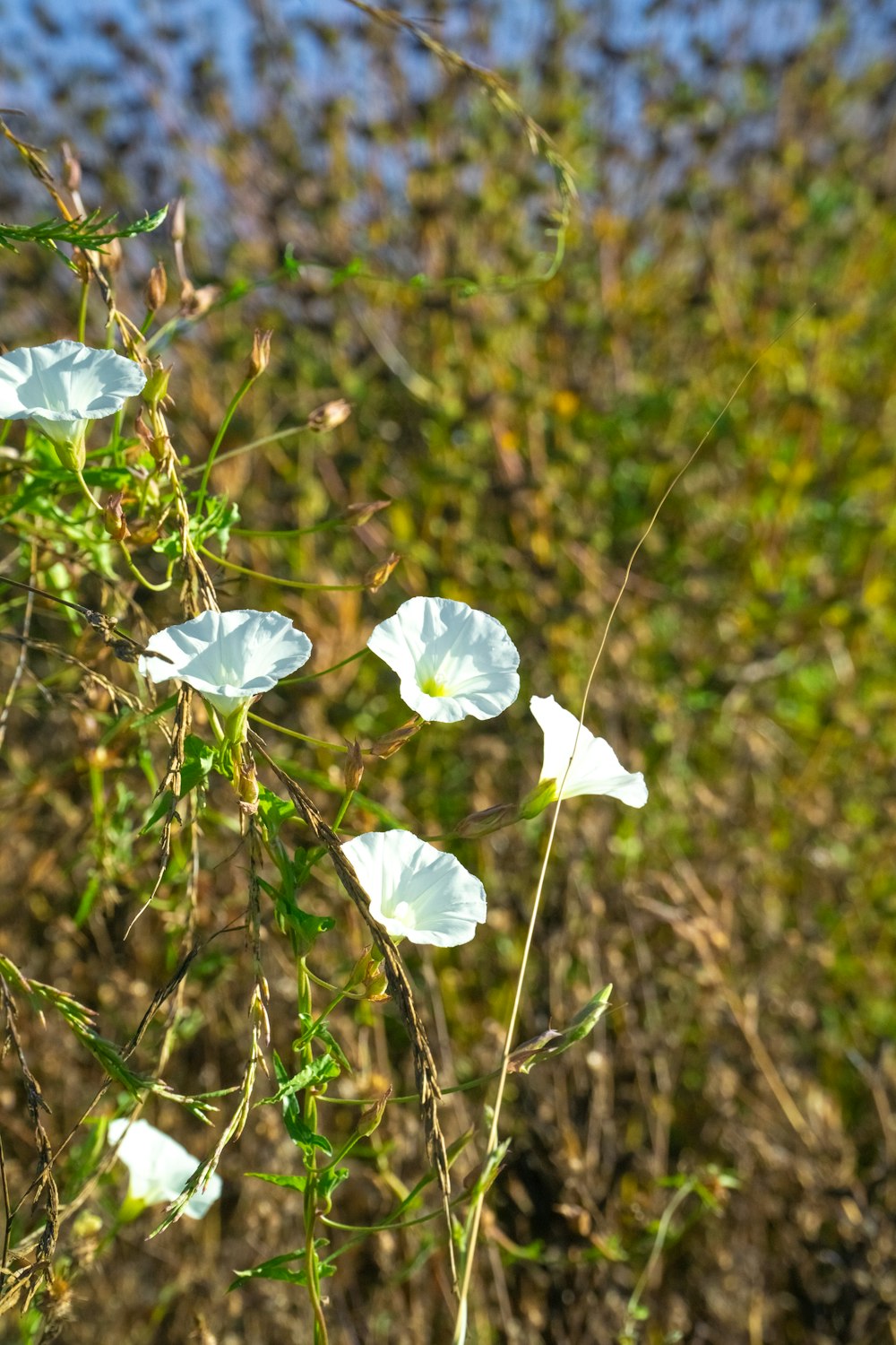 a group of white flowers sitting on top of a lush green field