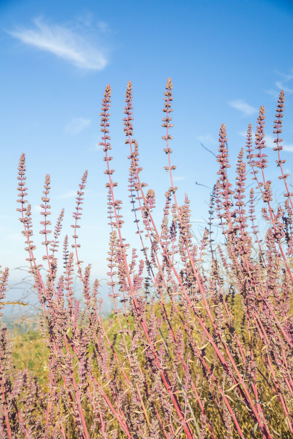 a field of purple flowers with a blue sky in the background