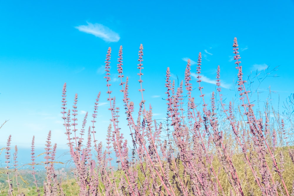 a field of purple flowers with a blue sky in the background