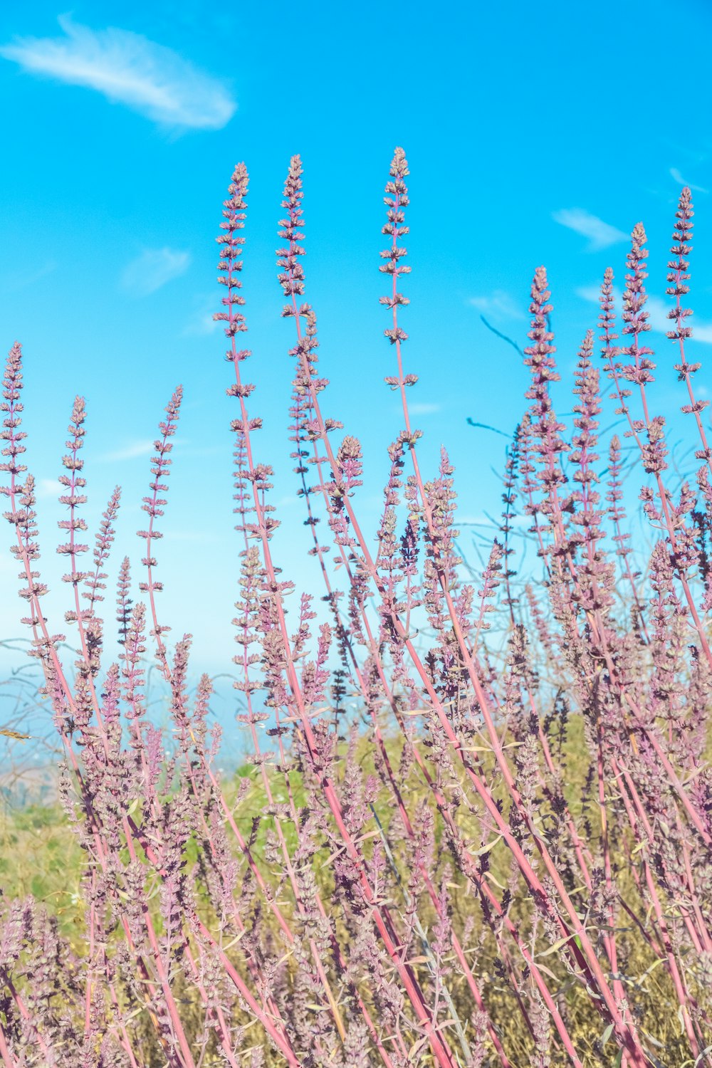 a field of purple flowers with a blue sky in the background