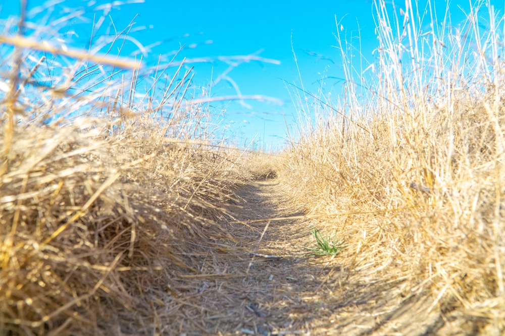 a dirt road surrounded by dry grass under a blue sky
