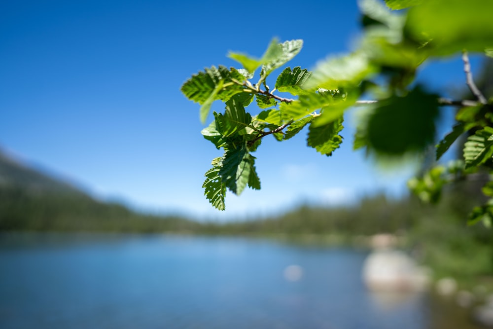 a branch of a tree hanging over a body of water