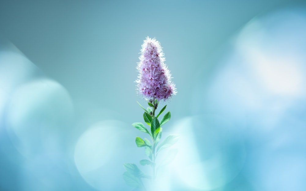 a purple flower with green leaves on a blurry background