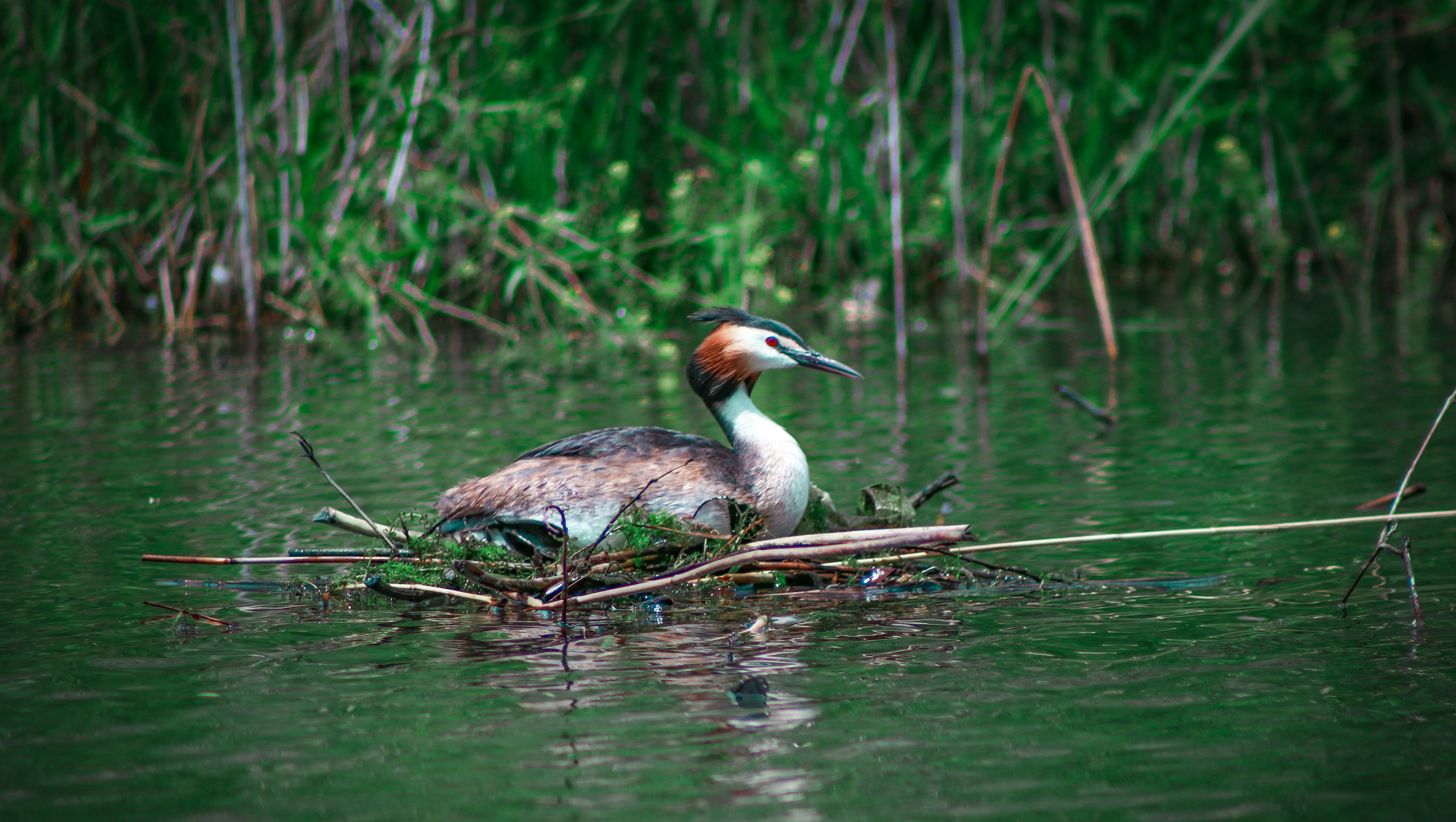A bird sitting on top of a nest in the water photo – Free Konstanz ...